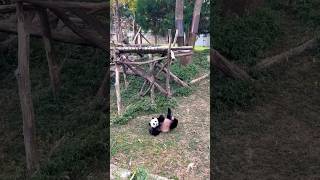 It’s unBEARable how much we are going to miss our panda friends at Smithsonian National Zoo ❤️🐼 [upl. by Ydnim]