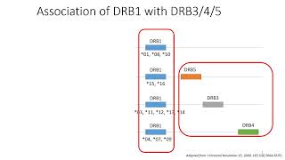 HLA Linkage Disequilibrium 3 [upl. by Nwhas51]