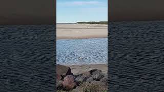 pelicans caloundra queensland australia beach travel [upl. by Ytomit233]