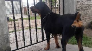 Rottweiler enojada [upl. by Charlotte]