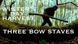 Three Bow Staves A Bowyers Winter Harvest Elm Hawthorn amp Hazel Felled with a Wolverine Pocket Saw [upl. by Pfaff]