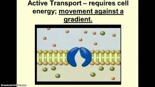 The Working Cell  Facilitated Diffusion amp Active Transport [upl. by Suelo]