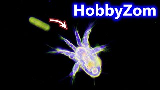 Copepod nauplius larval stage demonstrates its FEEDING CURRENT [upl. by Perceval]