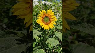 Sonnenblume🌻 Blüte Helianthus annuus [upl. by Ycul]