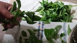 Harvest and preserving Stevia [upl. by Suiraj]