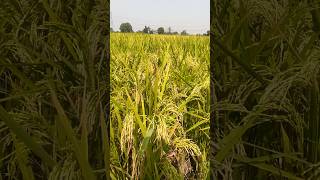 Dhan ke khetifarmingshortsvideoviralvideoharvest riceharvesting [upl. by Bernette]