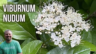 Possumhaw Viburnum  Viburnum nudum [upl. by Albrecht]