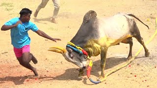 Karunaur Vadamadu Manjuvirattu 2024 Videos  கருவனூர் வடமாடு மஞ்சுவிரட்டு 2024 Videos [upl. by Annahtur]