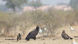 Cinereous vulture [upl. by Largent485]