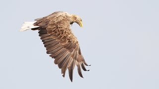 Seeadler Fischadler und Baumfalke im Flug [upl. by Blackmore]