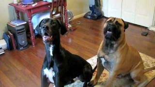 Bullmastiff and Great Dane [upl. by Enninaej962]