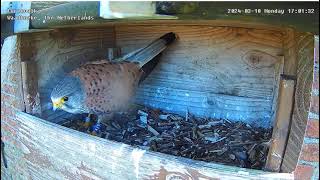 2024 03 18 Kestrel Nest Box [upl. by Zimmerman]