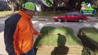 How To Install Zoysia Grass in Dallas [upl. by Ainola161]