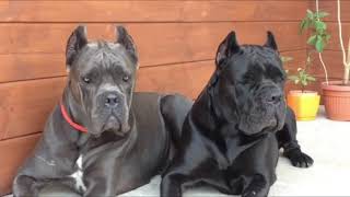 11 Facts You Need to Know Before Buying a Cane Corso [upl. by Iruy646]