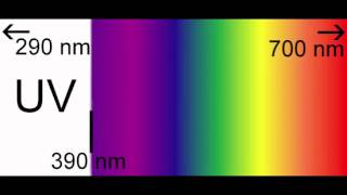 The Decolorization of Crystal Violet [upl. by Arym]