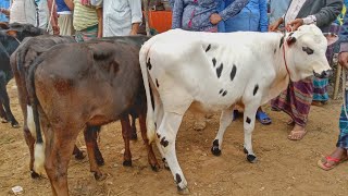 মাত্র ৪৫ হাজারে আকর্ষণীয় ফ্রিজিয়ান ও ক্রস ষাঁড় বাছুর কিনুন আমবাড়ী পশুর হাট থেকে  গরুর দাম ২০২৪ [upl. by Ahtaga]