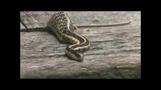 SNAKE STUCK IN TINY CRACK [upl. by Mendelsohn]