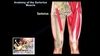 Anatomy Of The Sartorius Muscle  Everything You Need To Know  Dr Nabil Ebraheim [upl. by Bocock]