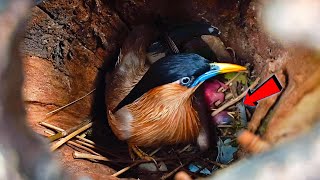 What happened to the baby Brahminy starling bird AnimalsandBirds107 [upl. by Watson]