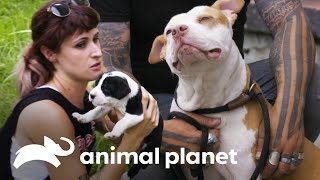 3 rescates conmovedores  Pit bulls y convictos  Animal Planet [upl. by Fred]