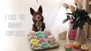 Peanuts Patisserie  RSPCA ACT Cupcake Day 2016 [upl. by Corri]