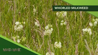 Weed of the Week 1155 Whorled Milkweed Air Date 52420 [upl. by Savihc]