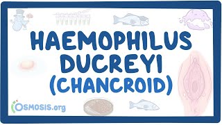 Haemophilus ducreyi Chancroid  an Osmosis Preview [upl. by Aihtak819]