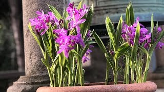 Bletilla striata quotUrn orchidquot  FarmerGracycouk [upl. by Sine]