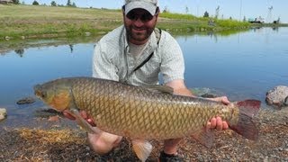 Grass Carp Fly Fishing  Monster Grass Carp On The Fly [upl. by Elsa]