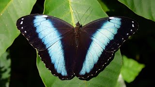 Morpho helenor in slo mo from Ecuador [upl. by Staffard]