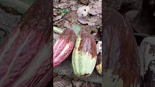 Enfermedades del cacao Moniliasis  cocoa diseases [upl. by French]