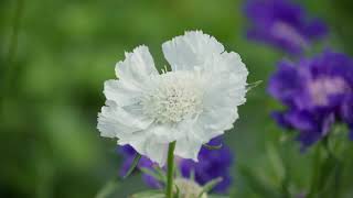 Overwintering Perennial Scabiosa at the Johnnys Research Farm [upl. by Krauss]