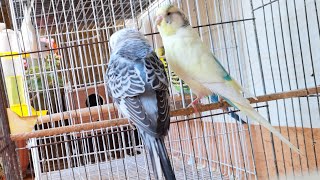 Budgies Singing  Morning Bird Sounds  Relaxing Bird Songs [upl. by Winzler]