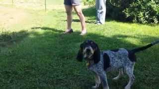 Blue Tick Coonhound Baying at horse [upl. by Monagan]