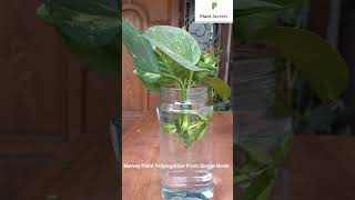 How to Grow Money Plant Propagation from Single Leaf  Pothos Propagation in Water  shorts [upl. by Etnaik]