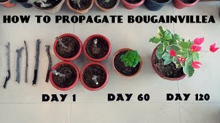 How to Propagate Bougainvillea from Cuttings [upl. by Keary]