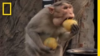 Monkey Cracks Nut  what could go wrong [upl. by Eicnahc]