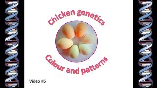 Chicken Genetics 5  colour and pattern in chickens [upl. by Asaeret]