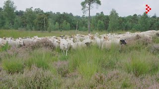 Schapenbegrazing Ossendrechtse Duinen [upl. by Salema]