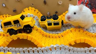 Hamster Escapes Room Maze OBSTACLE COURSE Prison Maze [upl. by Elia326]