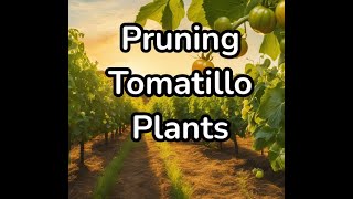 Pruning Tomatillo Plants For Optimal Growth and Yield [upl. by Ajdan]