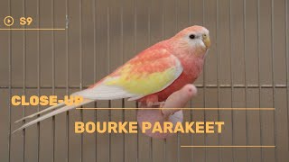 👉 S9 Bourke parakeet  Neopsephotus bourkii  Papagalul Bourke [upl. by Ahseel14]