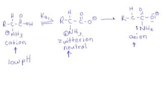 90 Amino Acids Acid Base Properties  Neutral Acidic amp Basic Amino Acids [upl. by Berger]