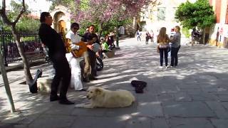 ギリシャの野良犬アルゴ（1） Argo is a Greek Stray Dog [upl. by Ev133]