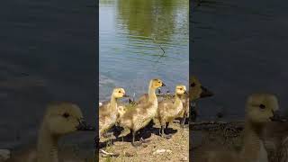 Goslings having fun [upl. by Jade]