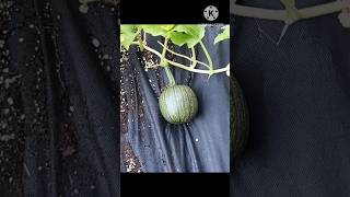 Pumpkin Time Lapse  Small but not bad for first time timelapse pumpkins [upl. by Eahsed]