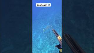 マグロ spearfishing gopro dogtooth イソマグロ [upl. by Rehtaeh]