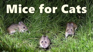 Mice Video and Sounds for Cats  Mouse Noises at Night Only Cats Hear 🐭 8 HOURS 🐭 [upl. by Attenev]