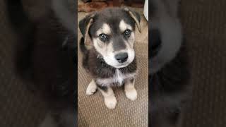 My Gerberian Shepsky puppy German Shepard  Husky mix howling with me for the first time [upl. by Anana609]