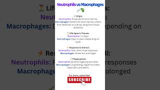 Neutrophils vs Macrophages 💉🦠 biology immunosciences immunity science immunology anatomy [upl. by Vanessa]